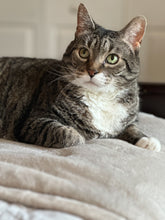 Load image into Gallery viewer, Tabby Teddy Bear BFL DK Yarn