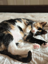 Load image into Gallery viewer, Sweet Calico Sass Queen Pure BFL Yarn
