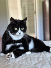 Load image into Gallery viewer, Cat in a Tuxedo T-Shirt BFL DK Yarn
